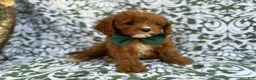 Cavapoo dogs for sale: Lasso - Ad 9