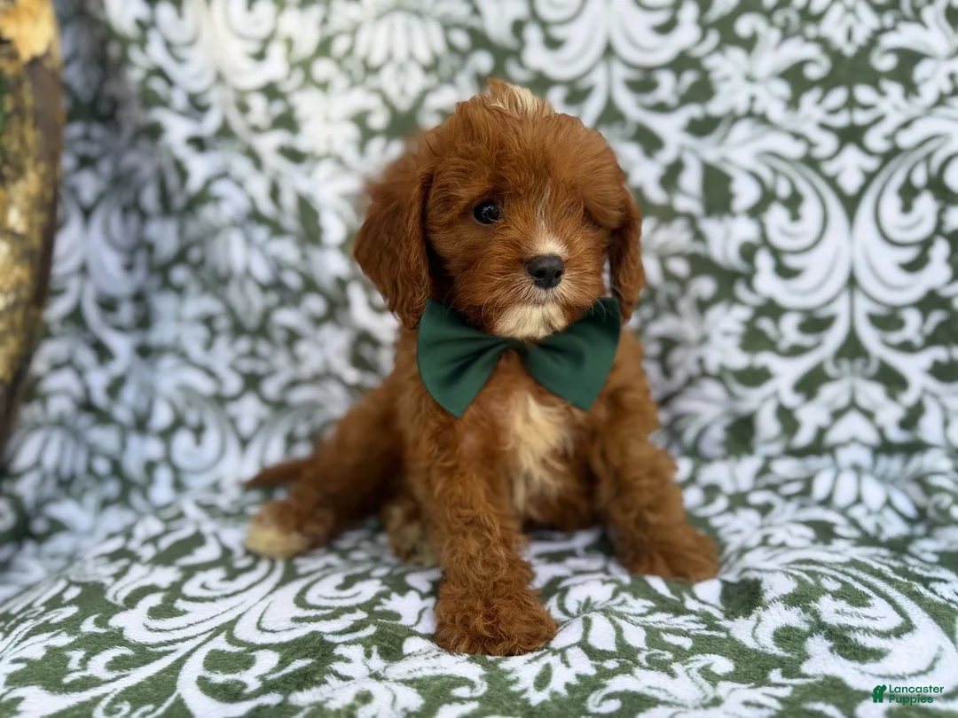Cavapoo dogs for sale: Lasso - Ad 9