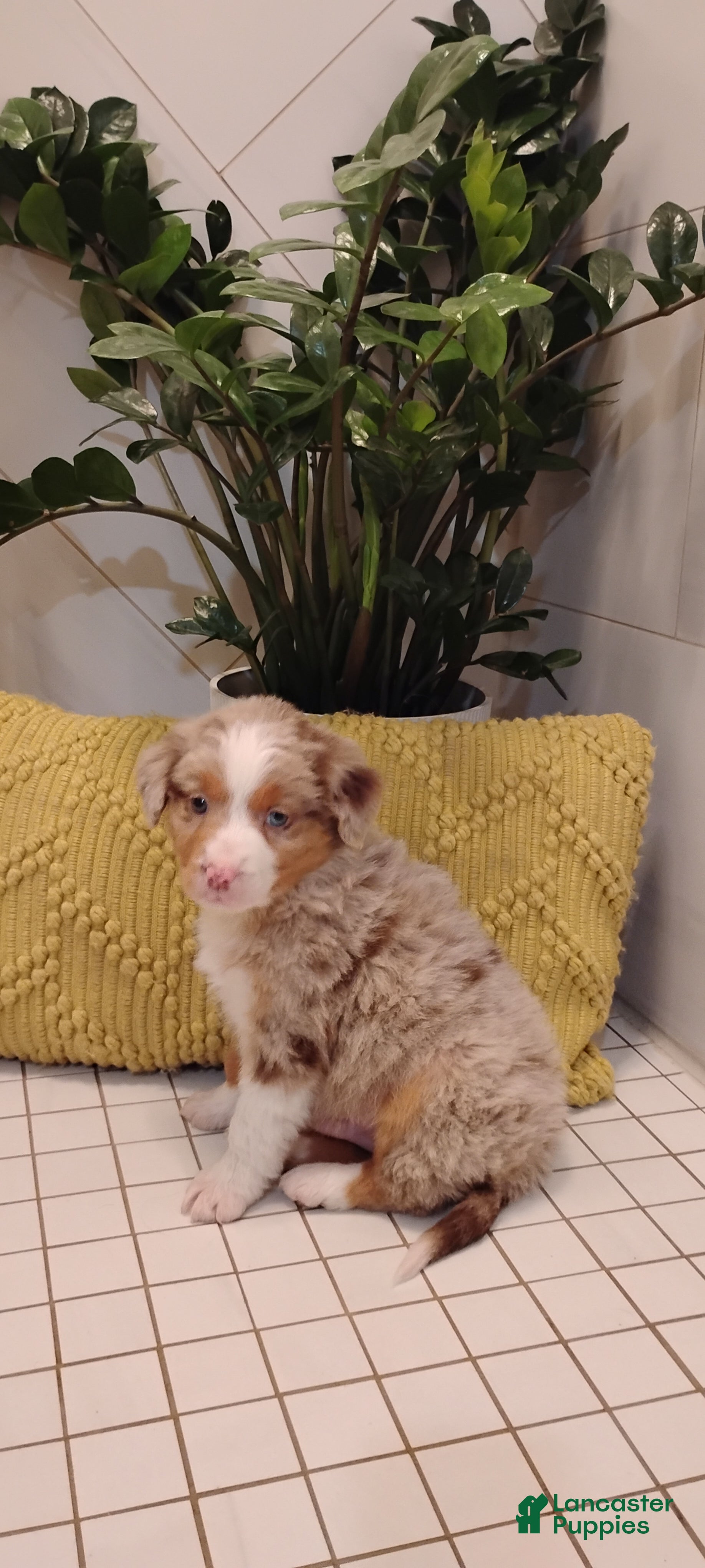 Mixed Breed dogs Sammi - Ad 1