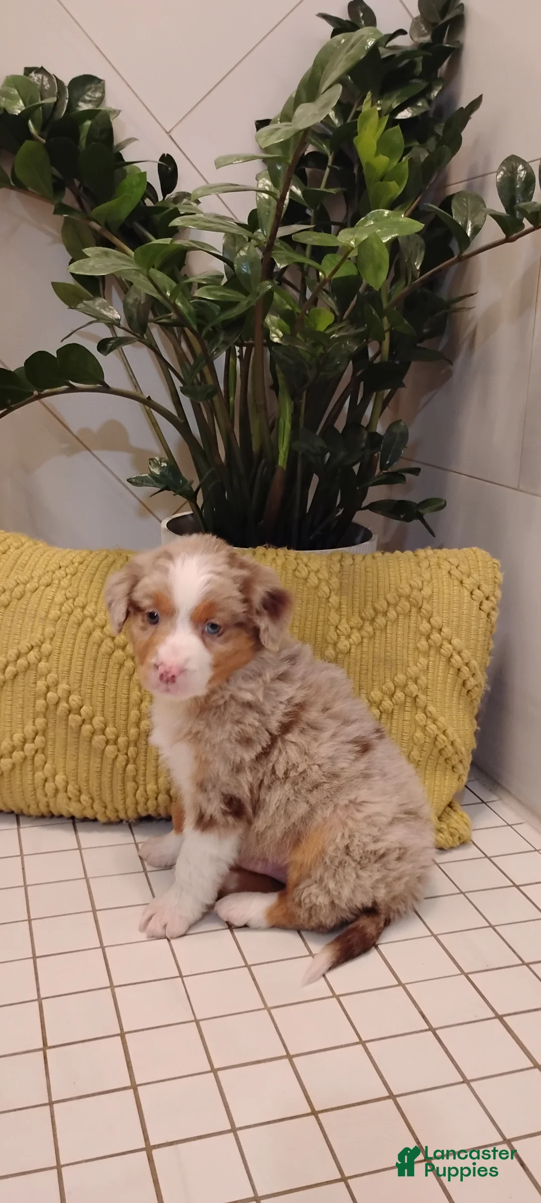 Mixed Breed dogs for sale: Sammi - Ad 1