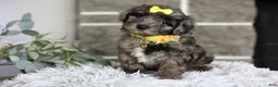 Maltipoo dogs for sale: Minnie - Ad 5