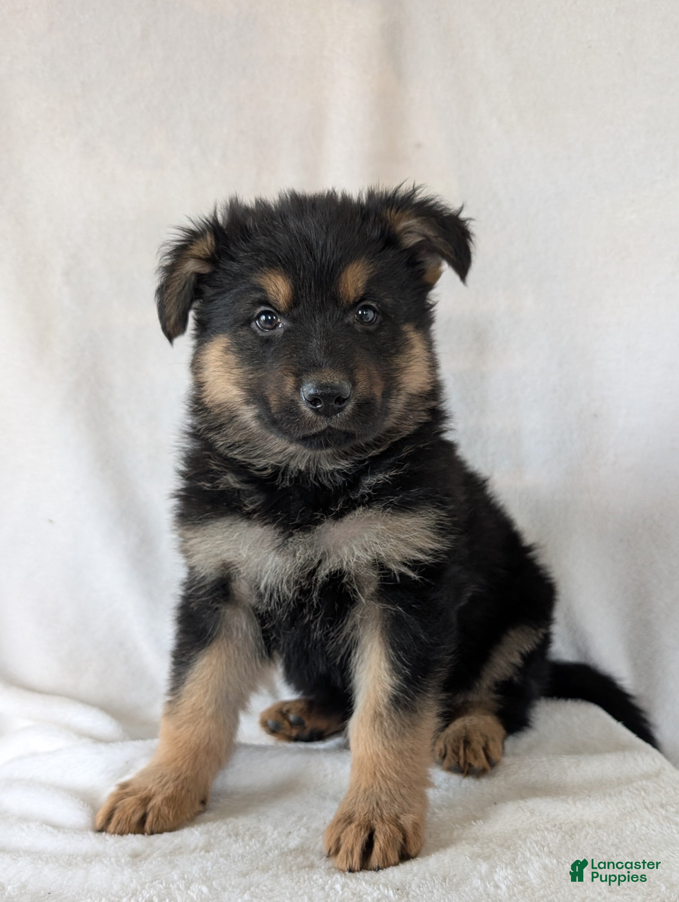 German Shepherd dogs Katy  - Ad 1