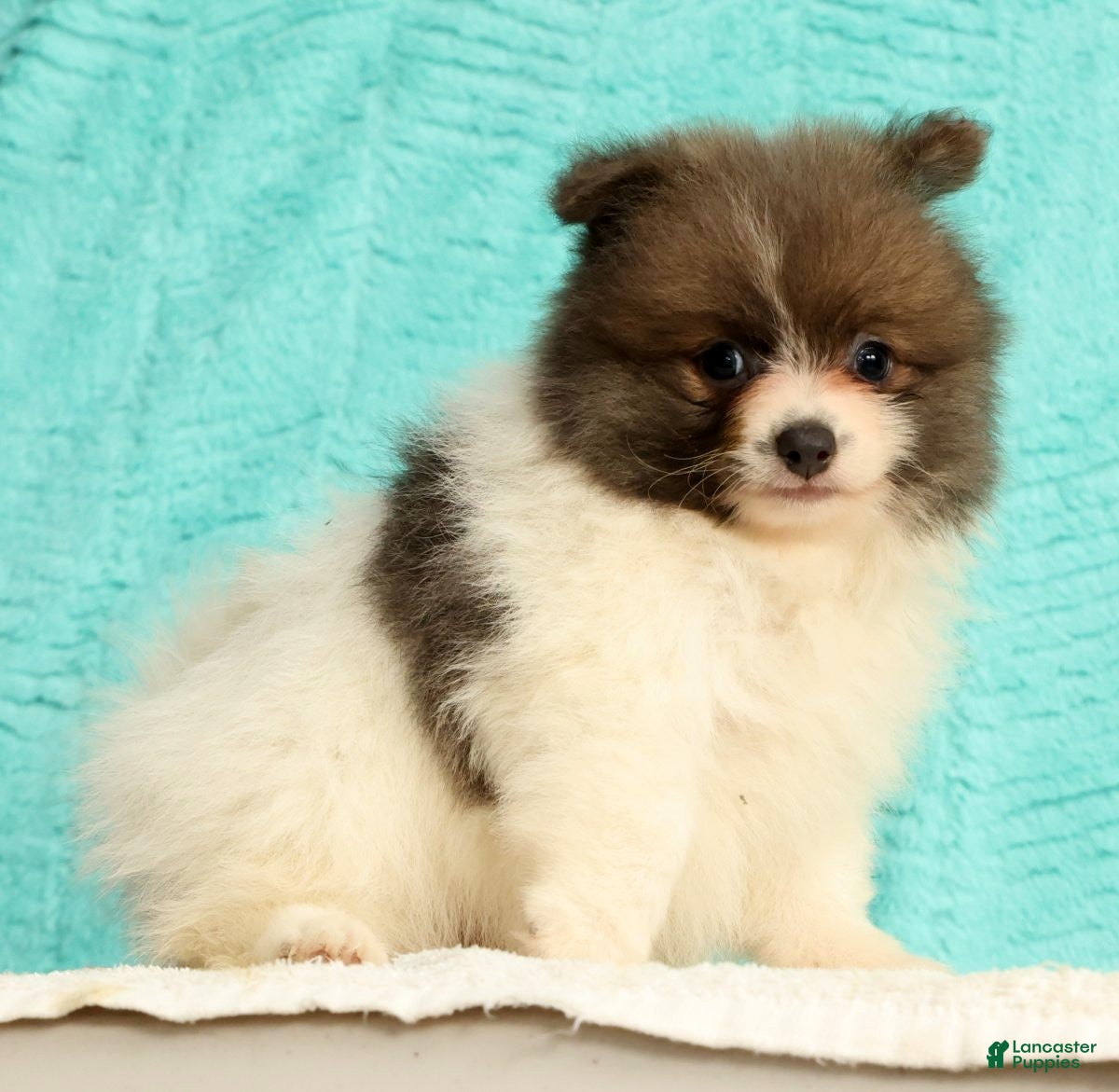 Pomeranian dogs Manny - Ad 1
