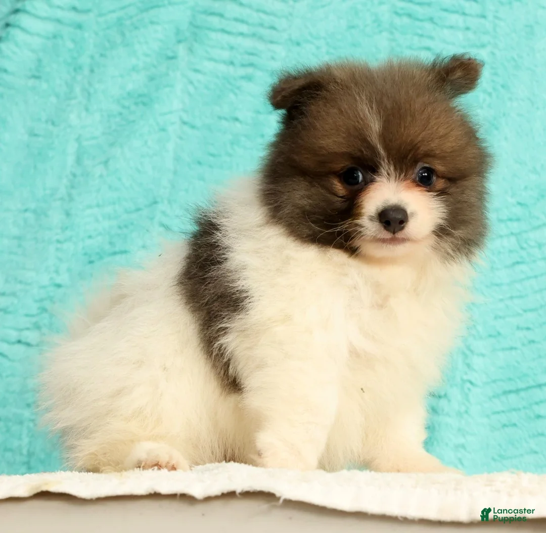 Pomeranian dogs for sale: Manny - Ad 1