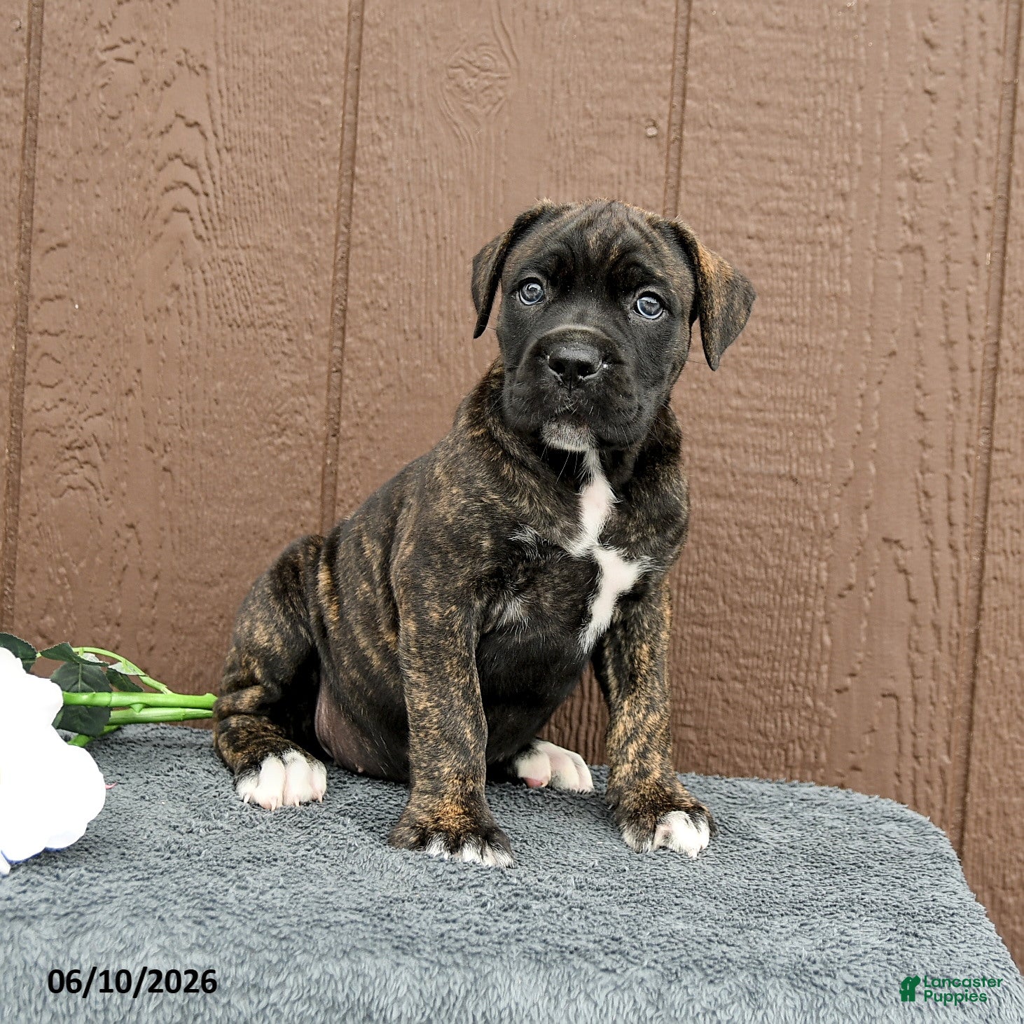 Cane Corso dogs Cassandra - Ad 2