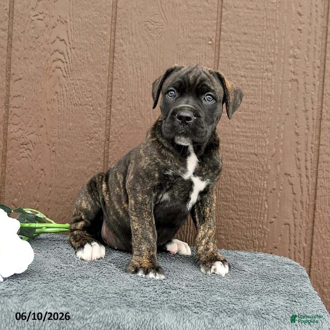 Cane Corso dogs for sale: Cassandra - Ad 2