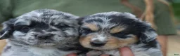 Mixed Breed dogs for sale: Cowboy 1 - Ad 7