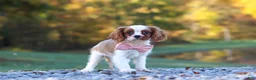 Cavalier King Charles Spaniel dogs for sale: Kylie - Ad 9