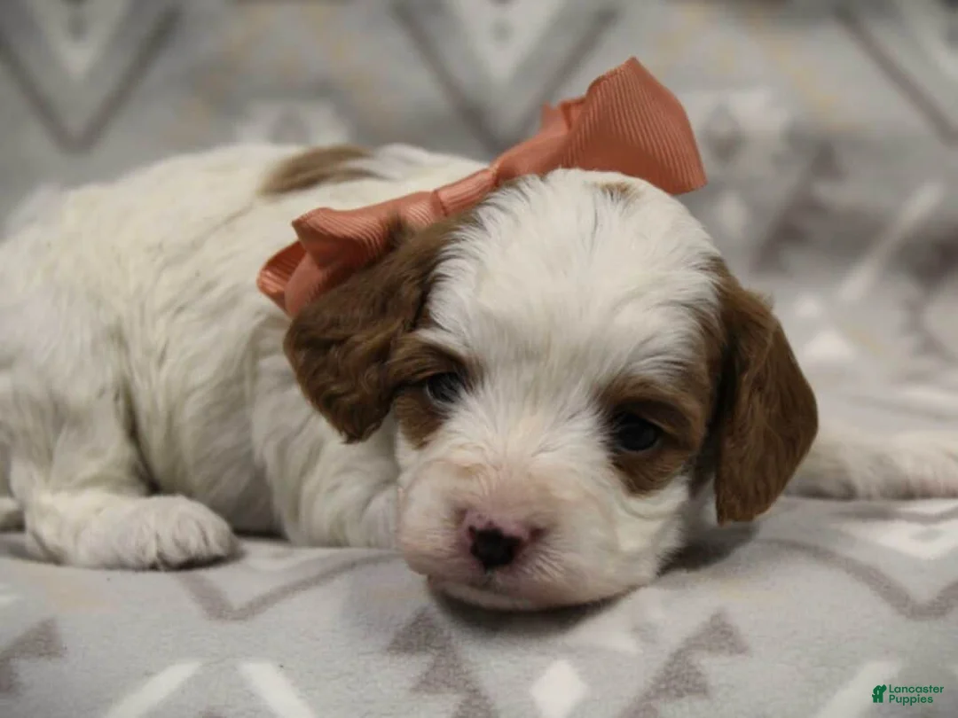 Cavapoo dogs for sale: Texas - Ad 2
