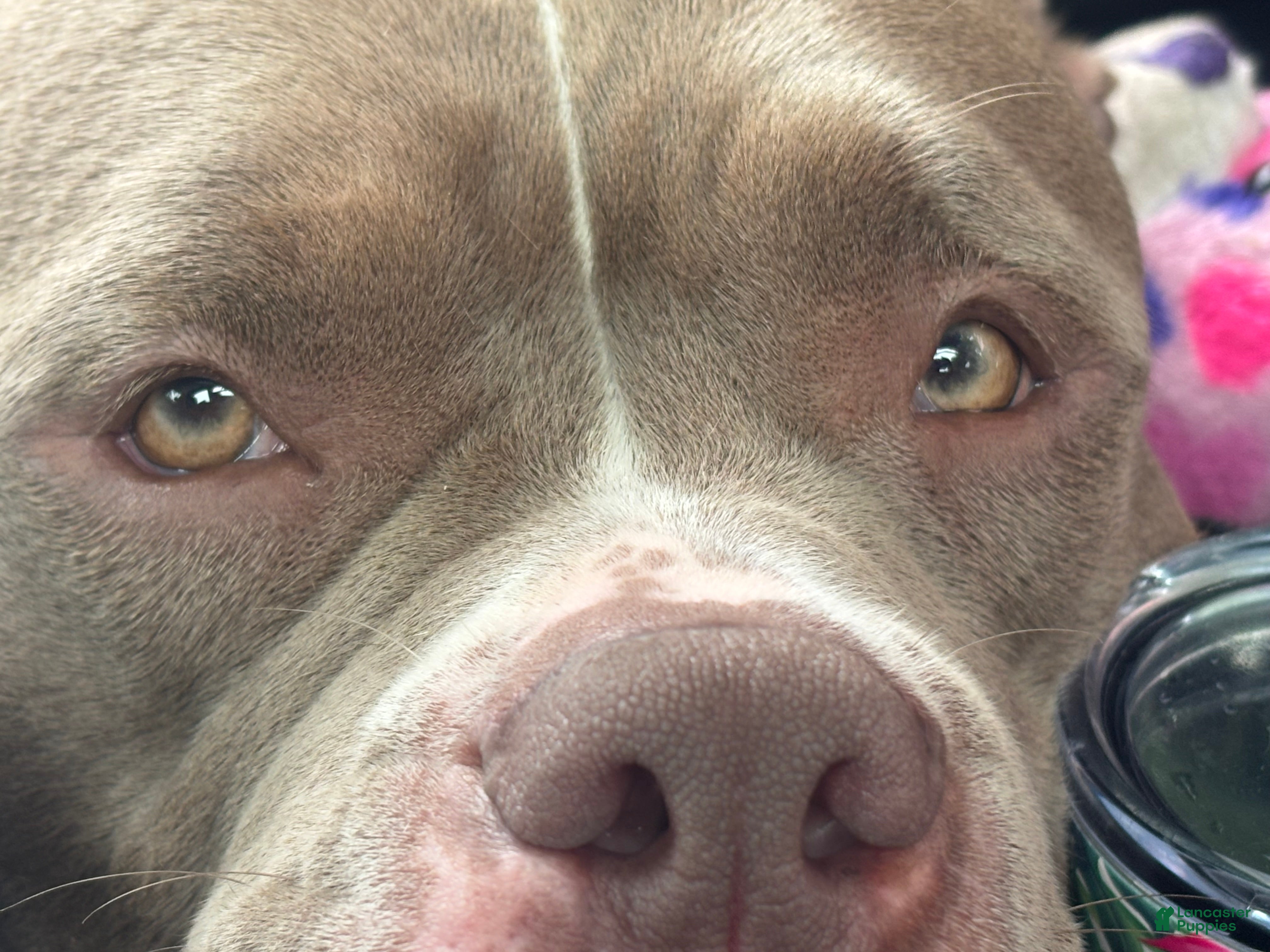 American Bully dogs American Bully 1 - Ad 28