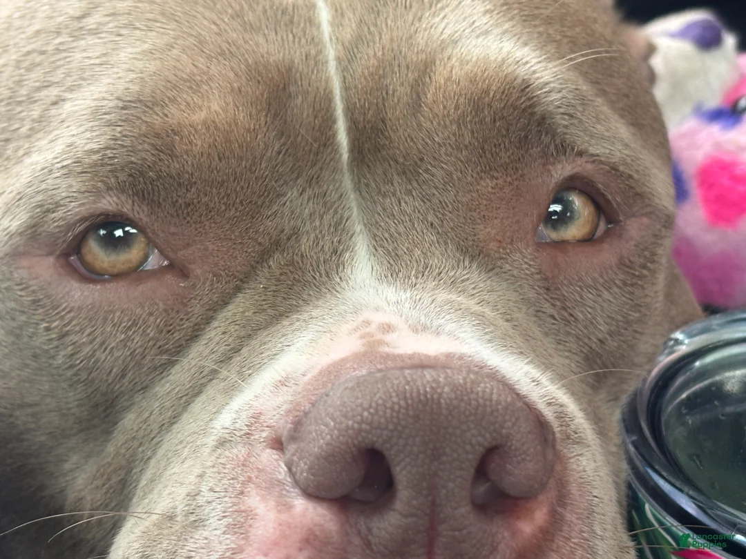 American Bully dogs for sale: American Bully 1 - Ad 1