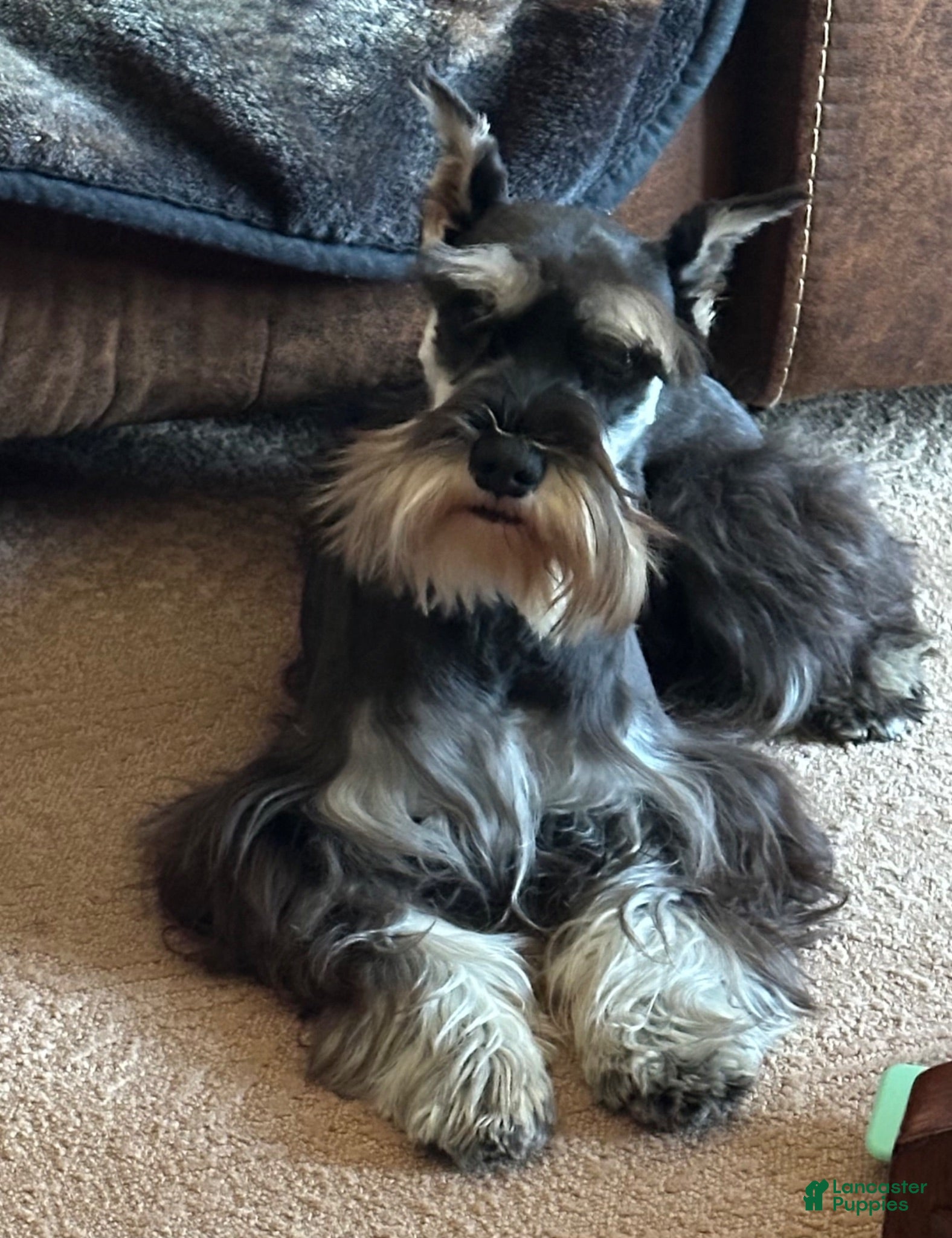 Miniature Schnauzer dogs Journey - Ad 14