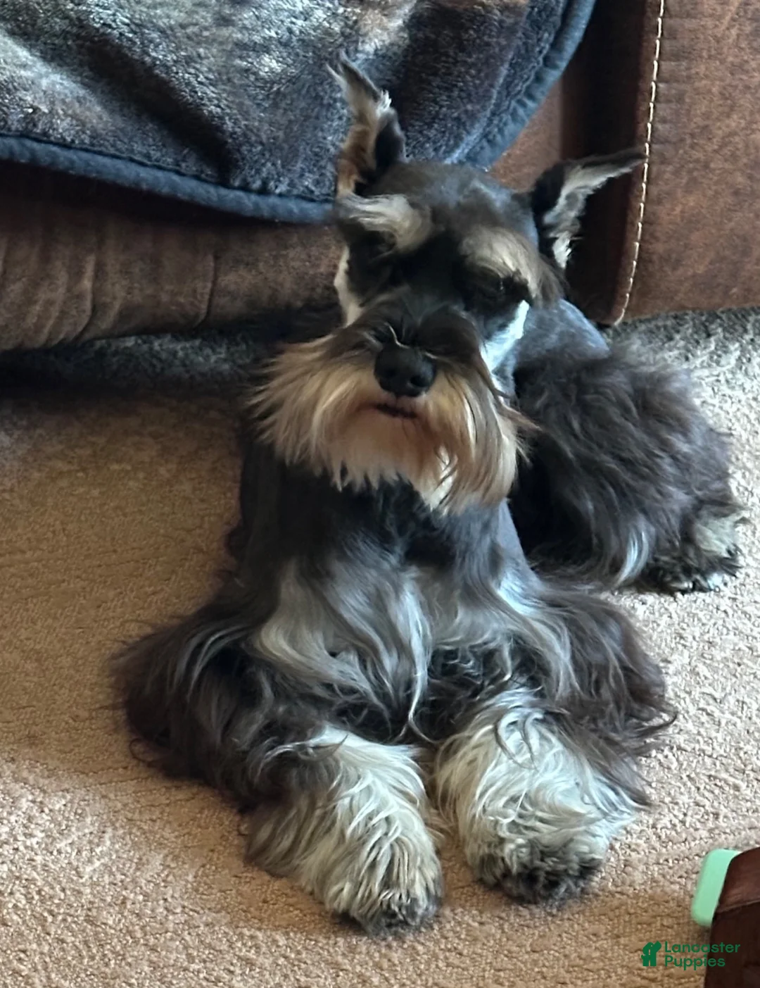 Miniature Schnauzer dogs for sale: Journey - Ad 1