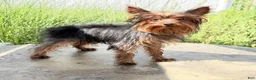 Yorkshire Terrier dogs for sale: Dakota - Ad 5