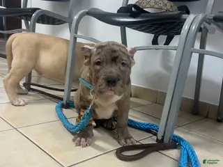 American Bully dogs for sale: American Bully 1 - Ad 2
