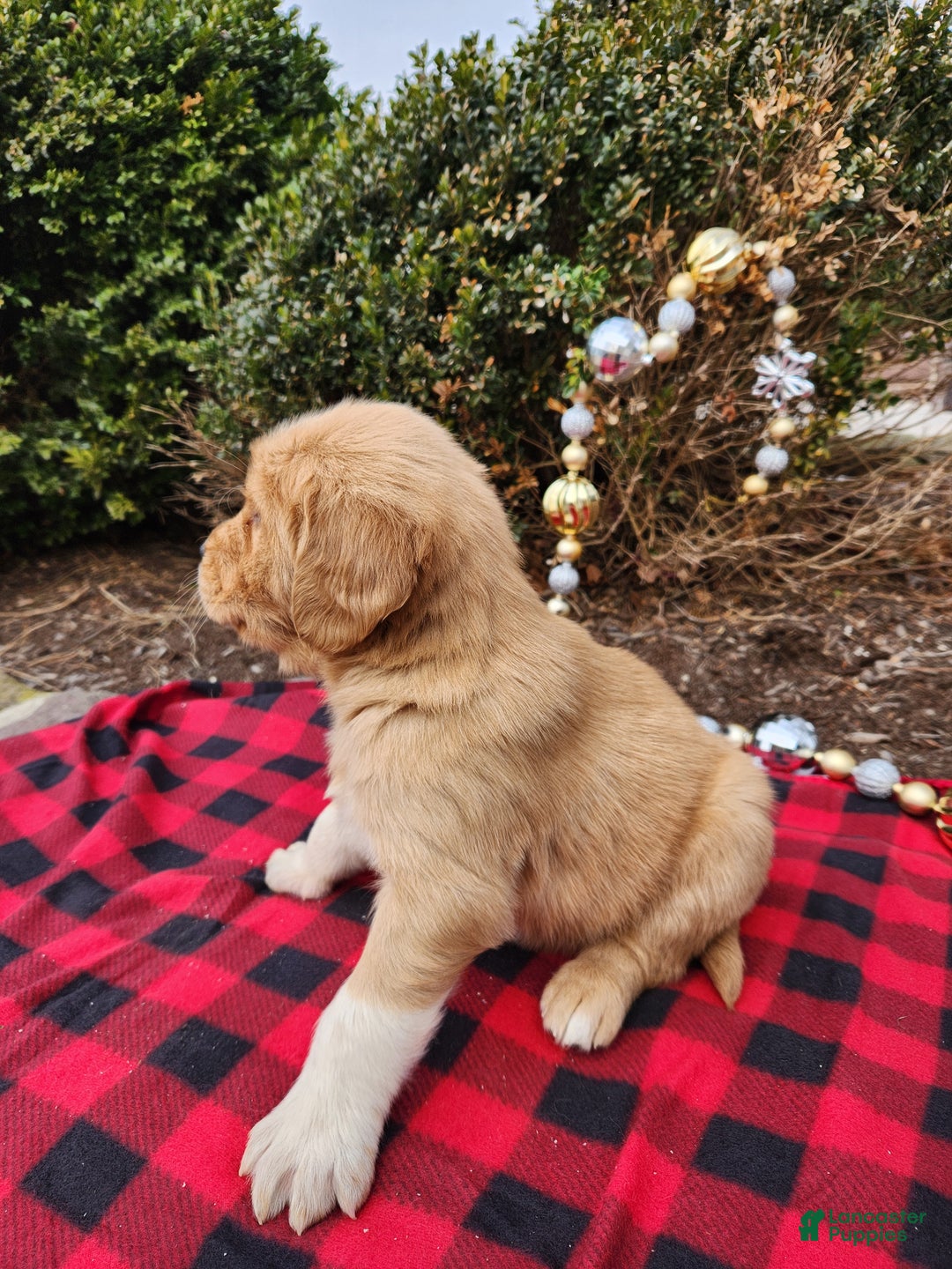 Golden Retriever dogs for sale: Cole - Ad 3