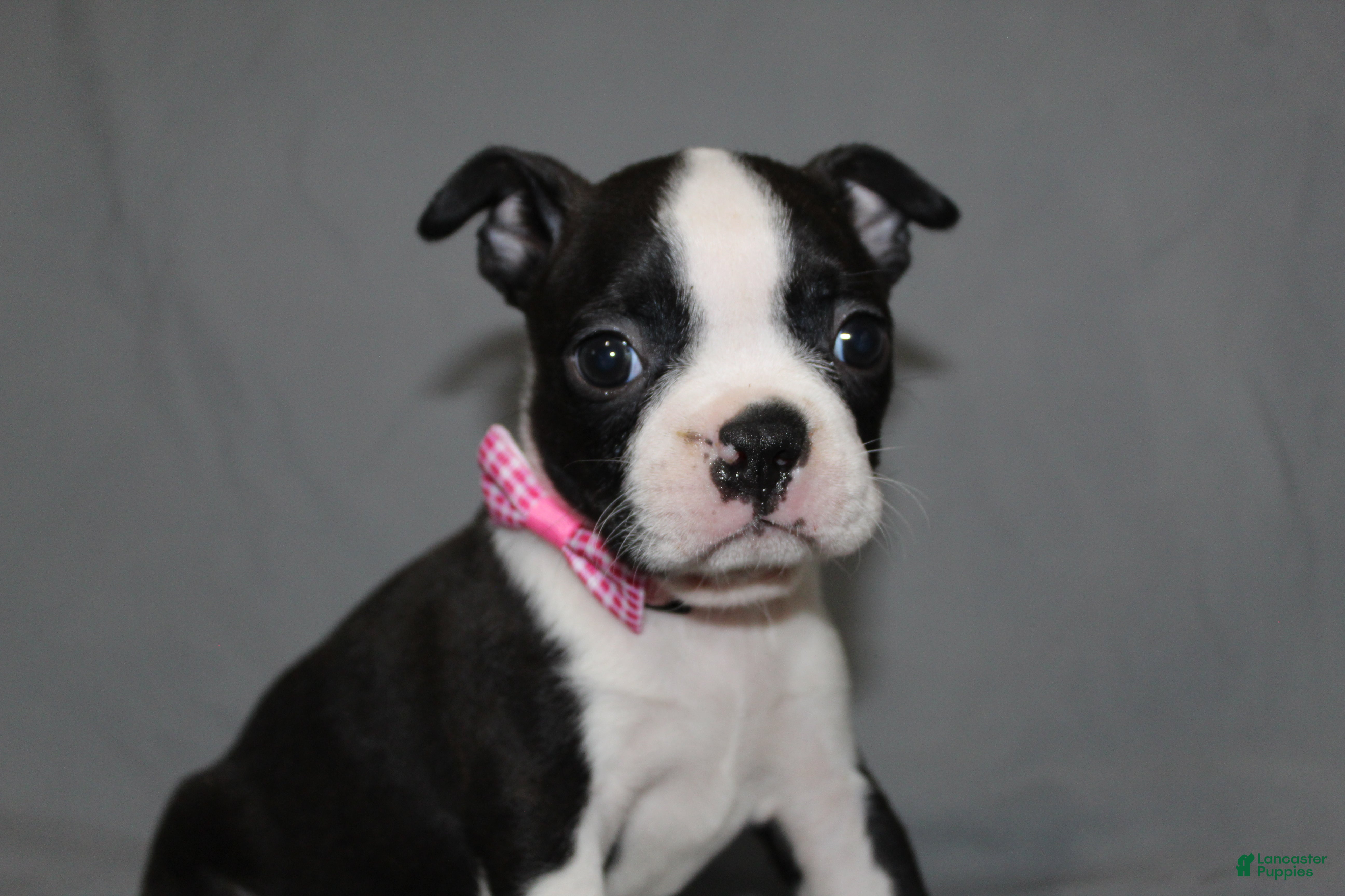 Boston Terrier dogs Chloe - Ad 1