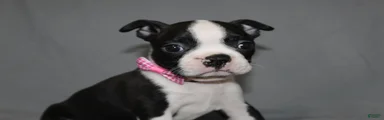 Chloe