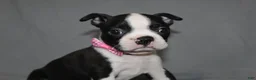 Boston Terrier dogs for sale: Chloe - Ad 1