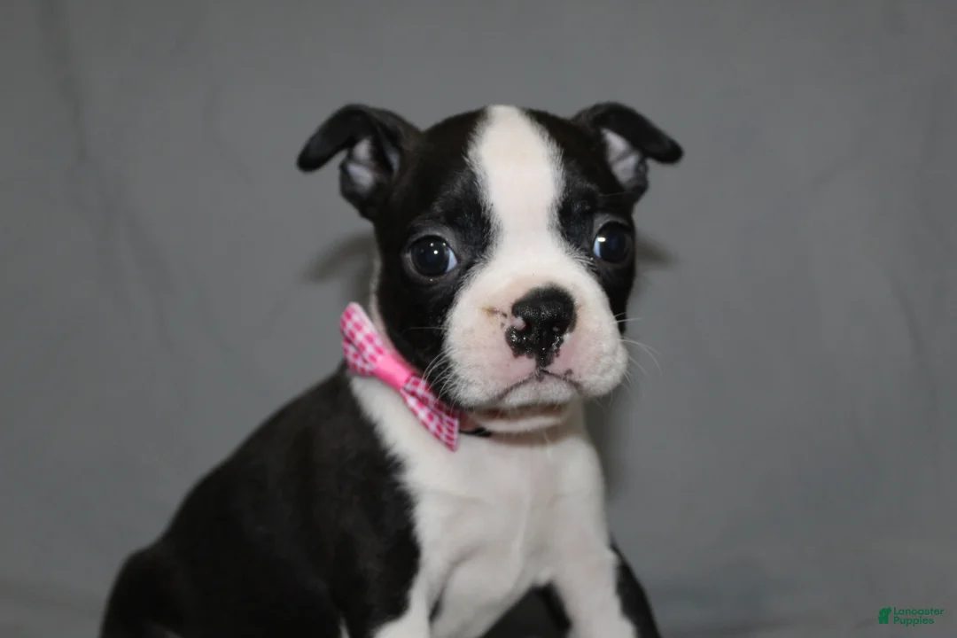 Boston Terrier dogs for sale: Chloe - Ad 1