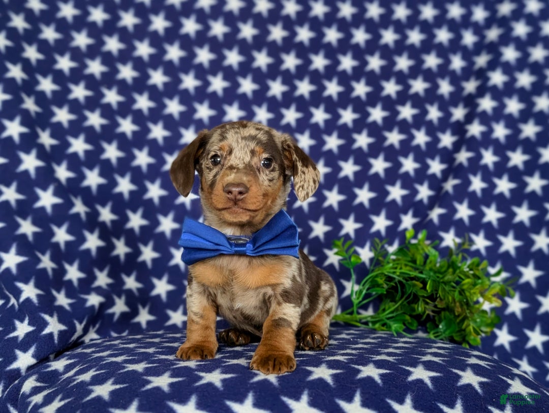 Miniature Dachshund dogs for sale: Vaughn - Ad 7