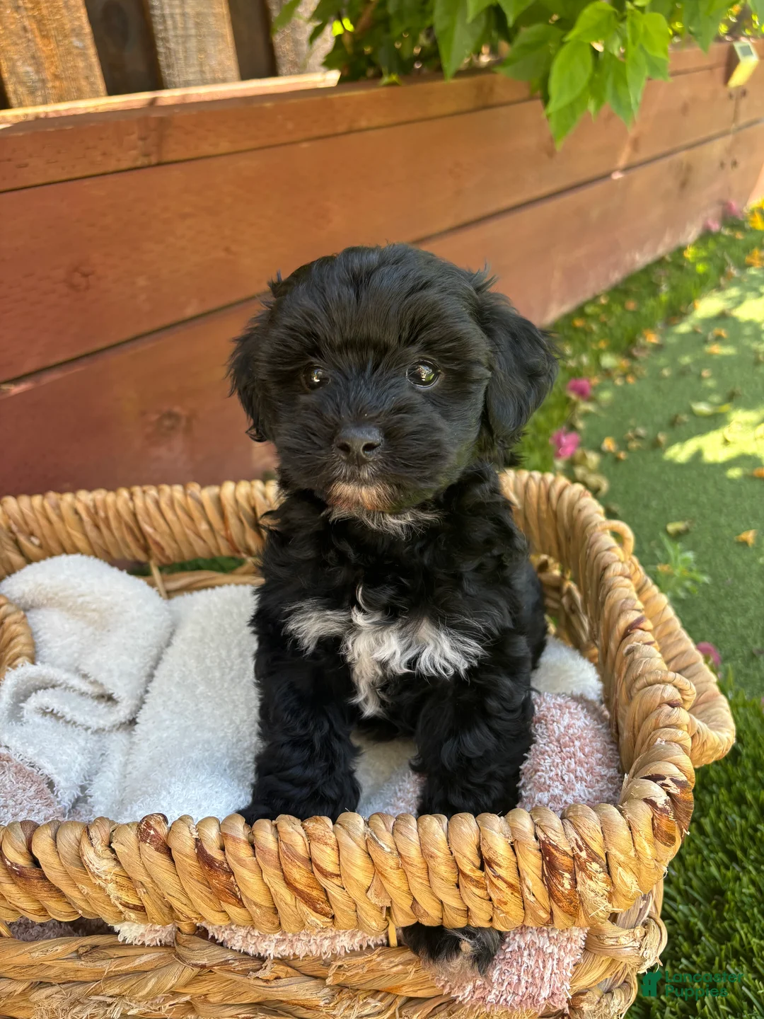 Yorkiepoo dogs for sale: Bella 💕 Yorkiepoo 2 - Ad 1