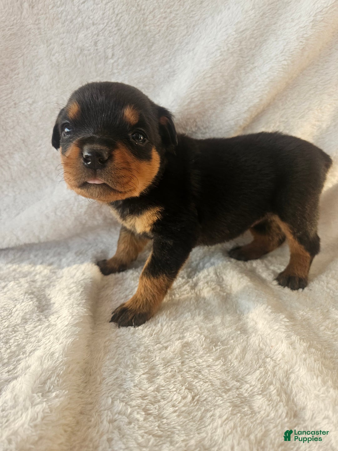 Rottweiler dogs for sale: Honey - Ad 2