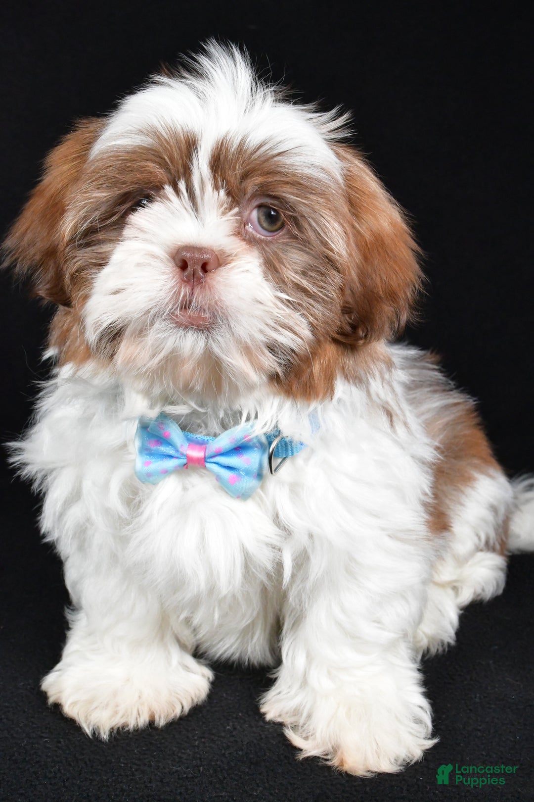 Shih Tzu dogs for sale: Frank - Ad 7