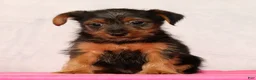 Yorkshire Terrier dogs for sale: Nolan - Ad 6