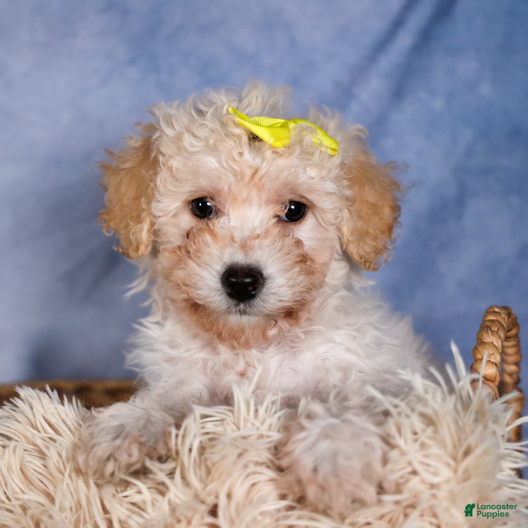 Shih Tzu dogs for sale: NICKY - Ad 19