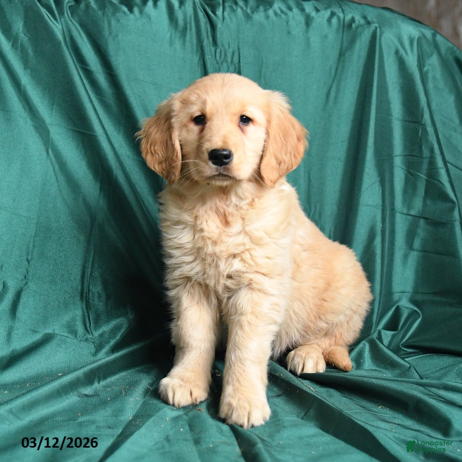Golden Retriever dogs Sadie - Ad 2
