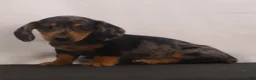 Dachshund dogs for sale: Rocky - Ad 9