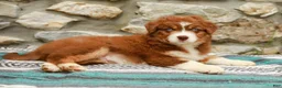 Australian Shepherd dogs for sale: Woody - Ad 4
