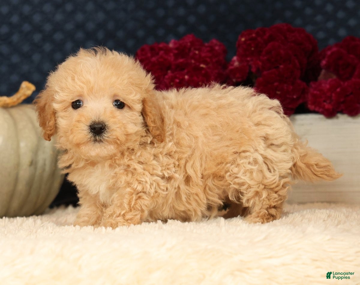 Havapoo dogs for sale: Rex - Ad 1