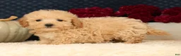 Havapoo dogs for sale: Rex - Ad 1