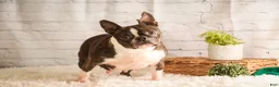 Boston Terrier dogs for sale: Boston Terrier litter of 1 puppies - Ad 7