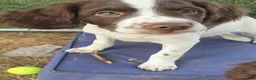 Brittany Spaniel dogs for sale: Brittany Spaniel 2 - Ad 2