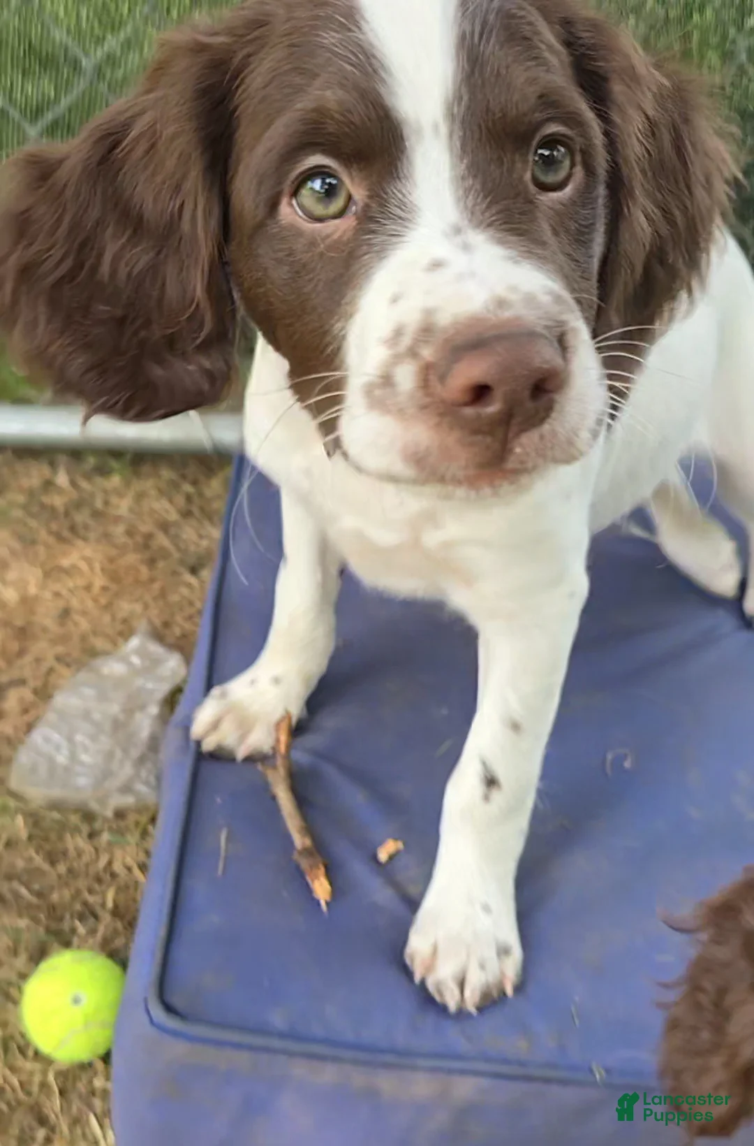 Brittany Spaniel dogs for sale: Brittany Spaniel 2 - Ad 2