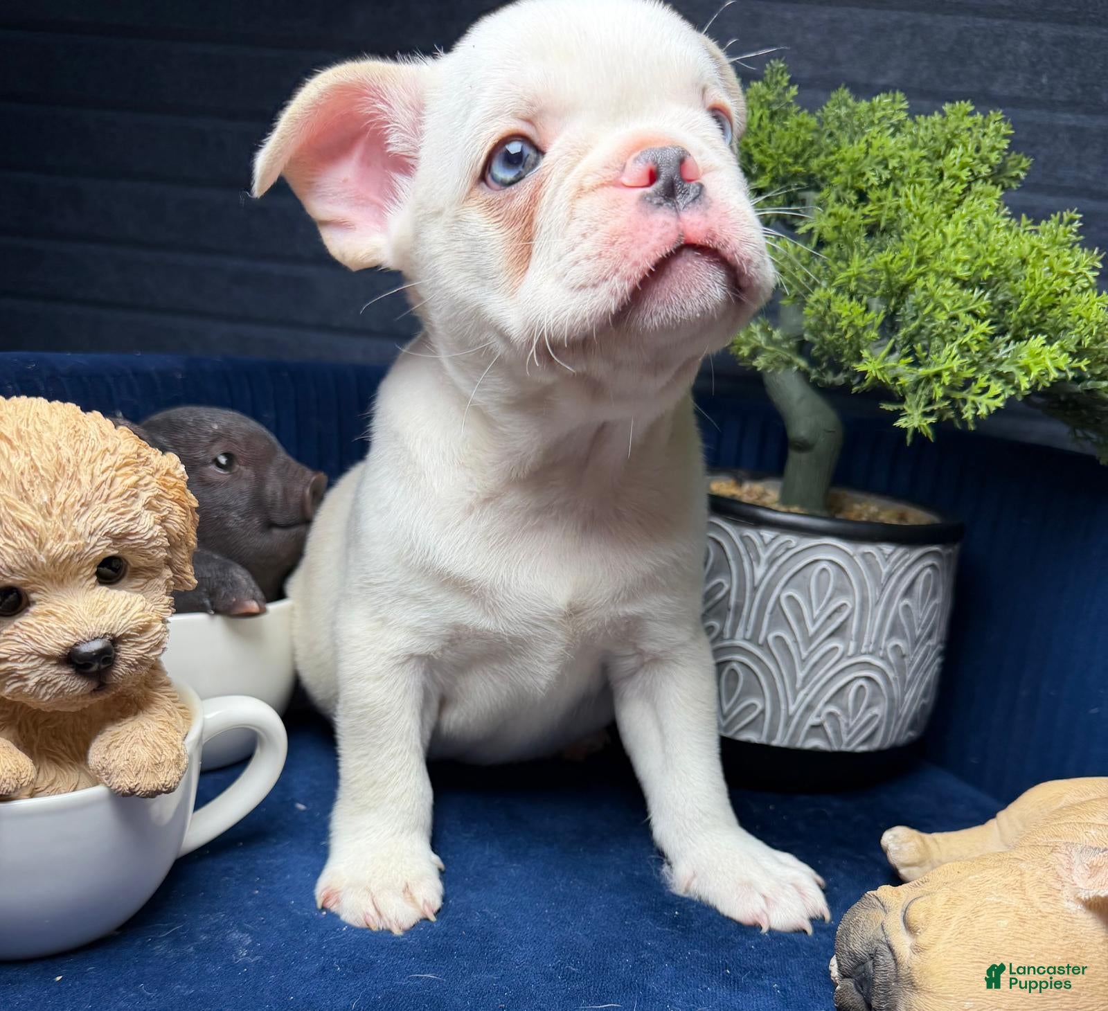 French Bulldog dogs French Bulldog boy Matías - Ad 1