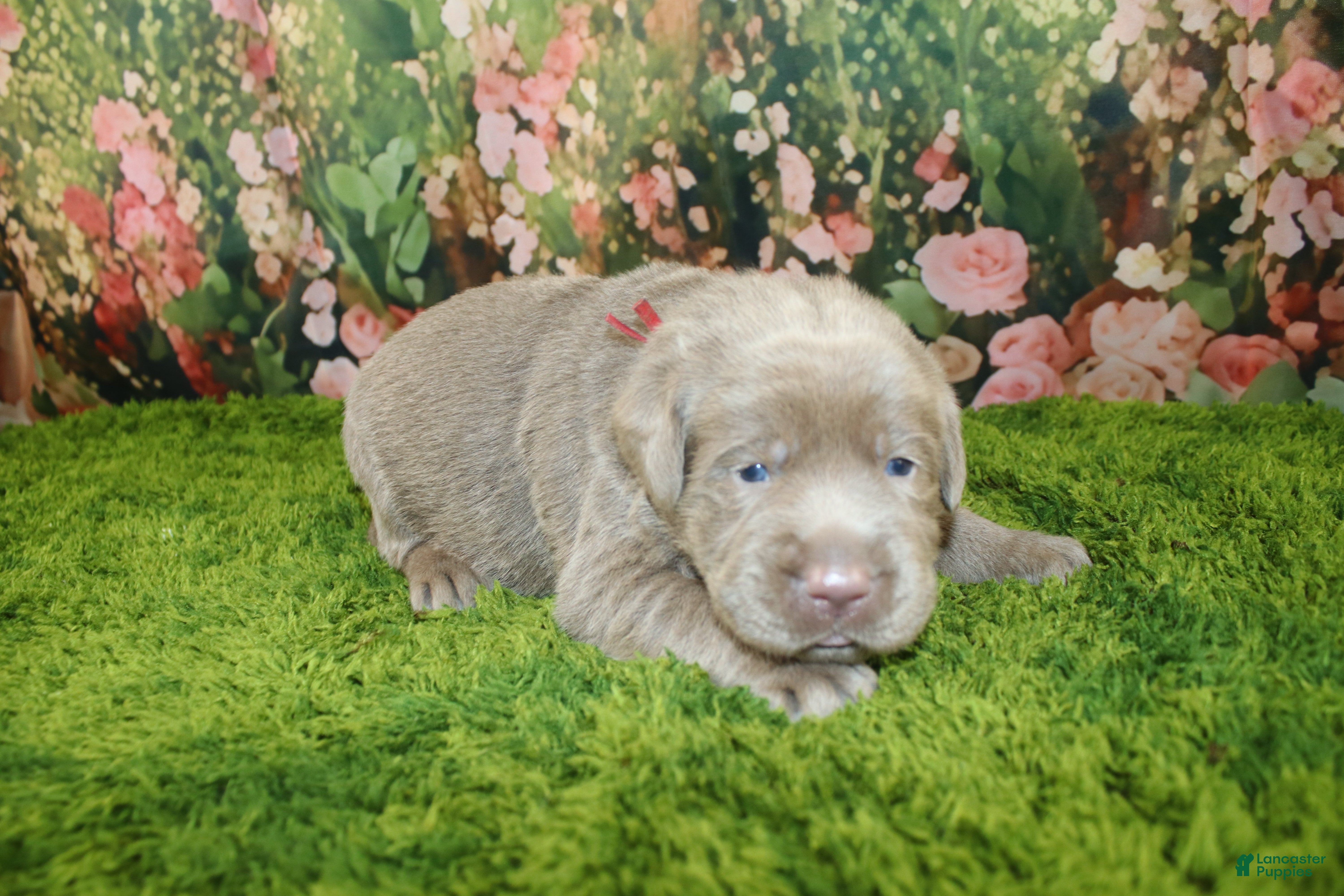Labrador Retriever dogs Frost - Ad 13