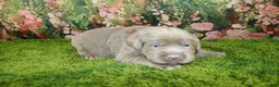 Labrador Retriever dogs for sale: Frost - Ad 1