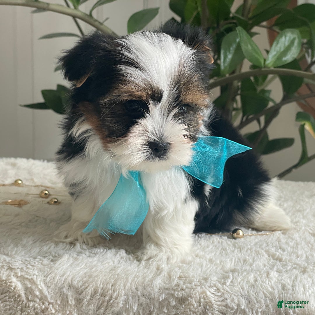 Biewer Terrier dogs for sale: Teddy - Ad 9