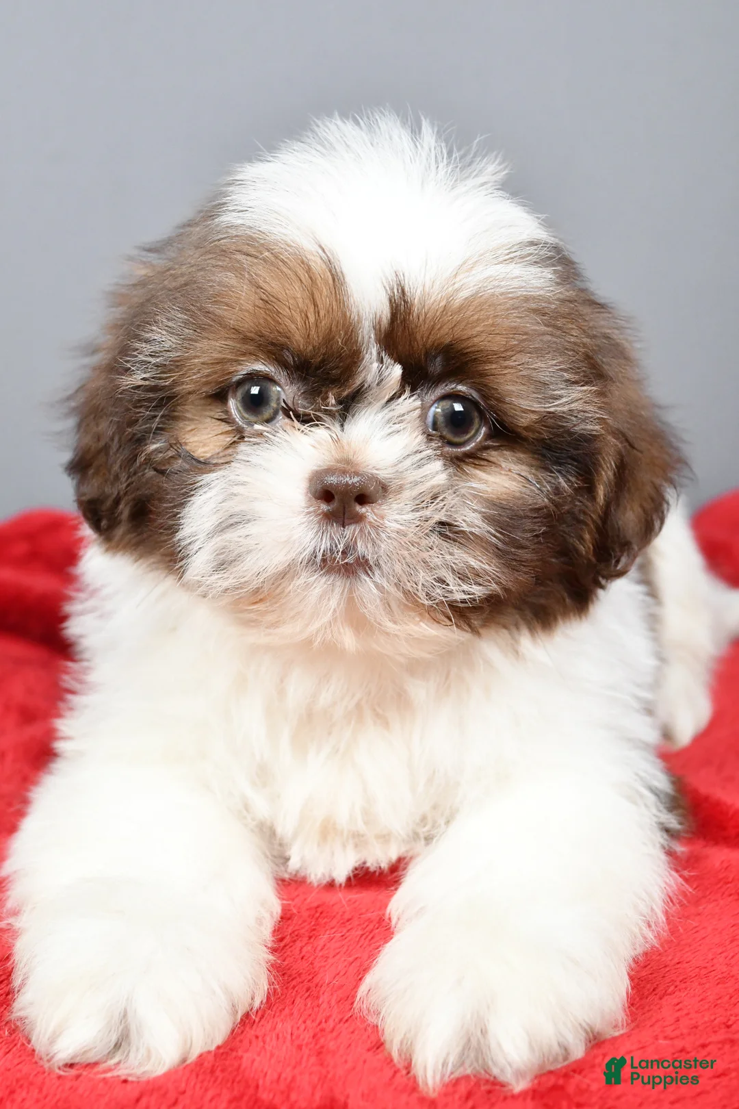 Shih Tzu dogs for sale: Peanut - Ad 2