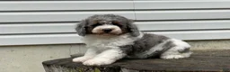 Miniature Poodle dogs for sale: Denzel Miniature Poodle  - Ad 7