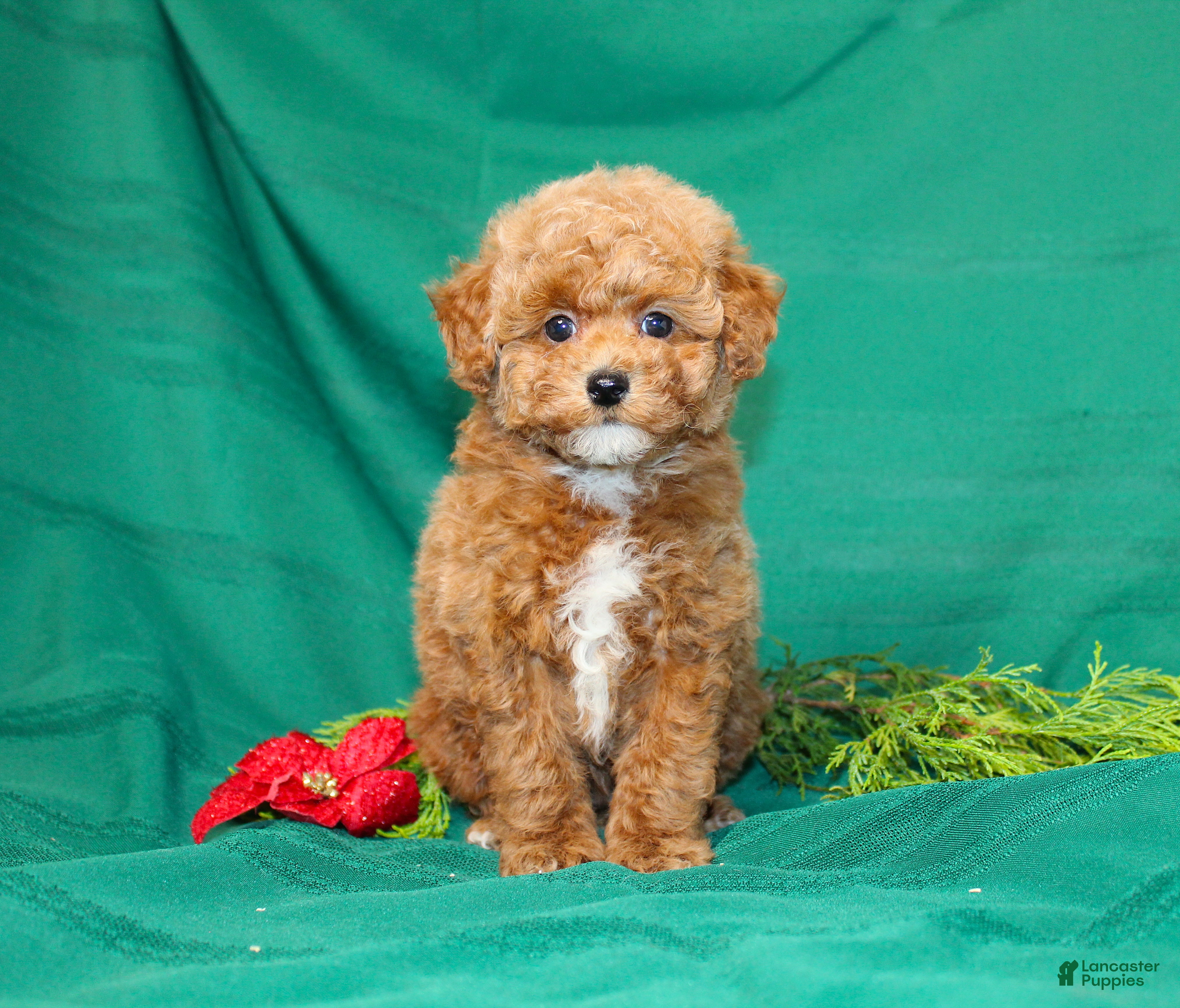 Miniature Poodle dogs Ophelia  - Ad 29