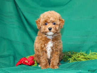 Miniature Poodle dogs - Ad 11