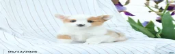 Welsh Corgi Pembroke dogs for sale: Charolette - Ad 3