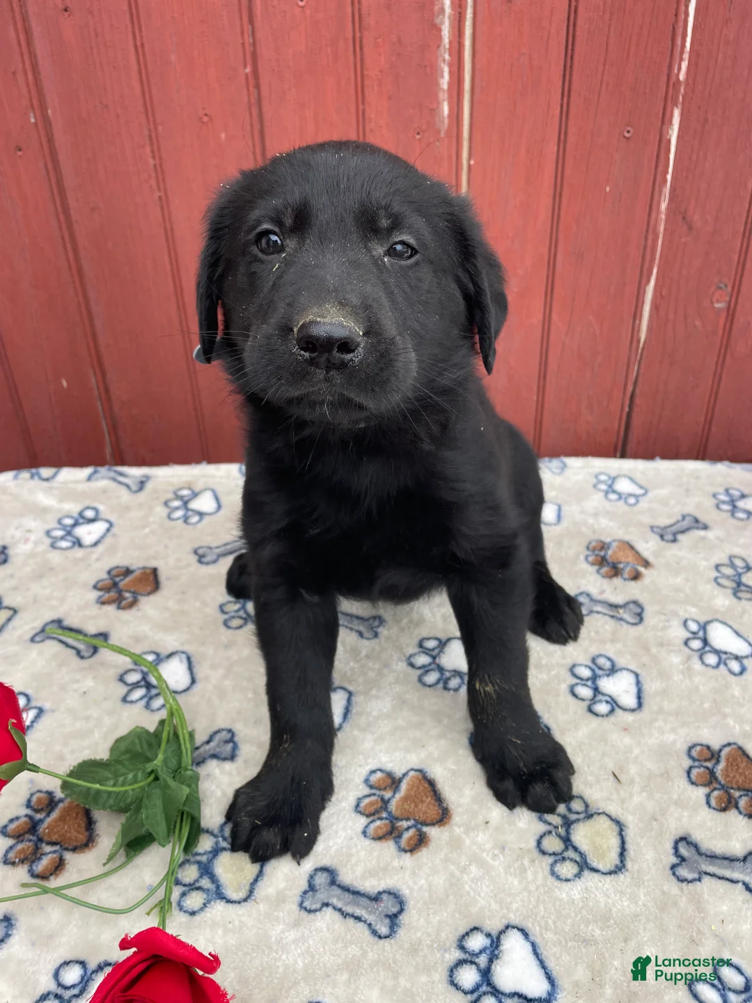 Sheprador dogs for sale: Sterling - Ad 1