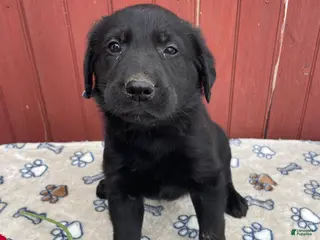 Sheprador dogs Sterling - Ad 5