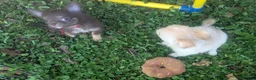 Chihuahua dogs for sale: Cherry LC Female  - Ad 6